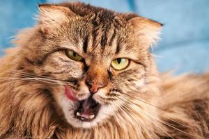 Purebred longhair Highland Scottish Fold cat licking lips, funny domestic cat portrait close up photo