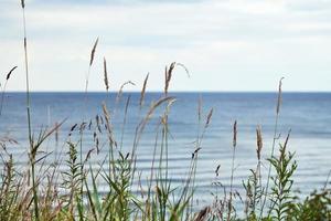 hierba verde, juncos, tallos que soplan en el viento, horizontal, fondo marino borroso, hierba seca de otoño foto