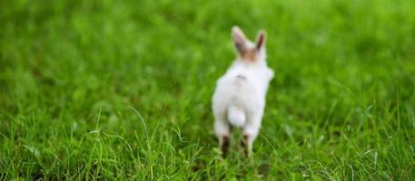 Little white fluffy rabbit jumping on vivid green lawn, blurred unfocused background photo