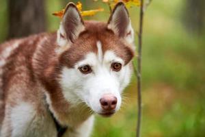 Lovely Siberian Husky dog portrait close up, young female Siberian Husky, Husky dog muzzle sled dog photo