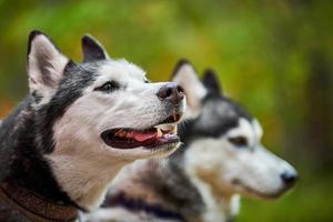 Two Siberian Husky dogs with open mouths sticking out tongues, purebred Siberian Husky dogs close up photo