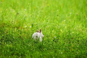 pequeño conejo blanco y esponjoso saltando sobre césped verde vivo, fondo borroso y desenfocado foto