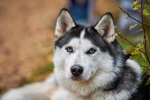 Purebred Siberian Husky dog with blue eyes in collar, Siberian Husky dog face close up outdoor photo