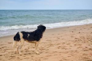 Missing wet lost dog walking on sandy beach and looking for owner, Baltic Sea background photo