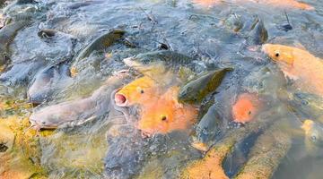 Carp fish tilapia and catfish eating from feeding food on water surface ponds on water surface ponds, fish farm floating for breathe on top water in lake near river Asian photo
