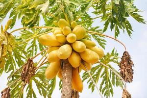 Ripe papaya fruits growing hang on the papaya tree with sunlight in garden farm agriculture yellow papaya for salad popular in asian food photo