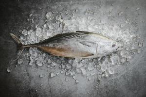 atún de cola larga, atún pequeño del este pescado fresco sobre hielo en el mercado - pescado crudo marisco sobre fondo negro vista superior foto