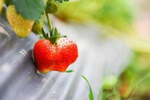 strawberries fruit growing in the strawberry field with green leaf in the garden - plant tree strawberries farm agriculture concept photo