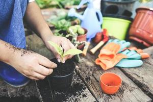 jardinería plantar un árbol plántulas plantas jóvenes están creciendo en tierra de maceta con mano mujer ayudar al medio ambiente - salvar el medio ambiente concepto de ecología mundial verde foto