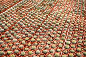 varios tipos hermoso mercado de cactus o granja de cactus - maceta de cactus en miniatura decorada en el jardín foto