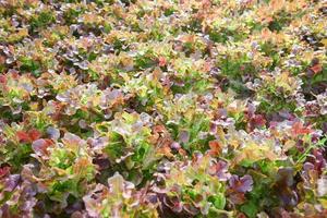 Fresh red oak lettuce salad growing in the garden - Hydroponic farm salad plants on water without soil agriculture in the greenhouse organic vegetable hydroponic system photo