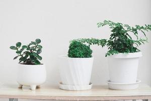 small trees in white pots for decoration in home garden , minimal plant tree with Banyan Tree  , Andaman satinwood , Feroniella lucida photo