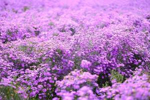 cutter flower field with pink or purple flowers on field nature garden  beautiful flower blooming in summer photo