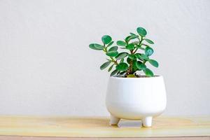 árboles pequeños en macetas blancas para la decoración en el jardín de la casa, árbol de planta mínimo ficus annulata planta de maceta blanca sobre la mesa foto