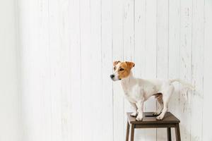 jack russell terrier en una silla posa contra una pared de madera blanca, enfocado en la distancia. hermosa mascota lindo perro se sienta en el interior, tiene un aspecto inteligente foto