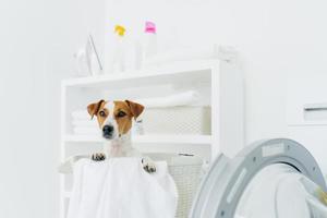 Indoor shot of pedigree dog in laundry basket, looks into distance, washing machine and console with detergents near. Animals, cleanliness and home concept photo