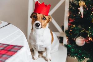 Funny jack russell terrier with red crown poses against decorated New Year tree. Dog as symbol of coming New Year. Beutiful pet sits on chair against wonderful Christmas tree. Holidays concept photo