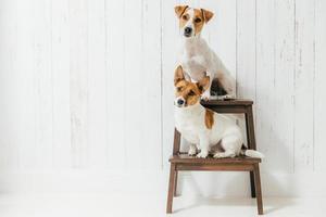 Horizontal shot of two jack russell terrier dogs sit on chair, listen to host together attentively, isolated over white wooden wall with blank space. Animals concept photo