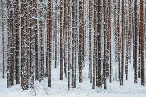Beautiful winter forest. Trunks of trees covered with snow. Winter landscape. White snows covers ground and trees. Majestic atmosphere. Snow nature. Outdoor shot photo