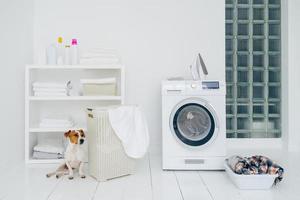 Jack russell terrier in bathroom with mashing machine, basket with laundry, shelf with folded linen and bottles with detergent, white walls. photo