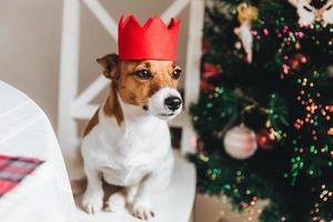 White and brown jack russell dog wears red crown, being a symbol of New Year, sits near decorated fir tree, looks into distance as waits for something delicious from host. Celebration concept photo