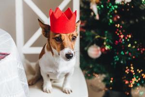 Festive jack russell dog in red paper crown sits near Christmas tree, poses at camera. Symbol of New Year. Small pet poses against decorated New Year tree. Terrier with sad expression photo