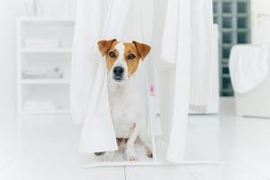 Small pedigree dog poses on white floor in laundry room near white linen drying on clothes horse. Animal in washing room. White color prevails photo