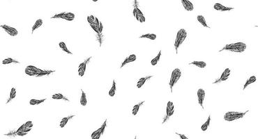 Feathers on white background. Hand drawn sketch style. Vector. vector