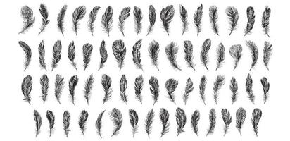 Feathers on white background. Hand drawn sketch style. Vector.