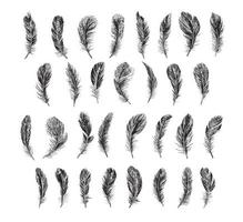 Feathers on white background. Hand drawn sketch style. vector