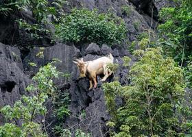 Brown goat climbing on mountain photo