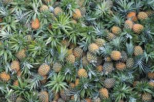 Pile of pineapples fruit on market stall photo