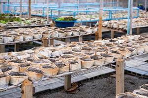 Row of planting sacks with fertilizer on shelves in greenhouse photo