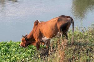 Brown beef cattle eating plant on riverside in evening photo