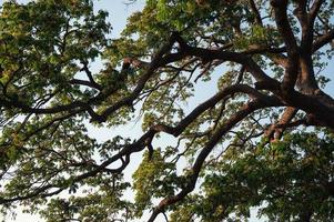 Branch of Rain Tree green leaves with sunshine and blue sky photo