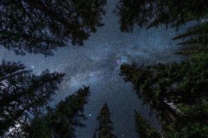 pinos con vía láctea en el cielo nocturno foto