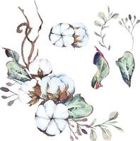 watercolor cotton flowers 9 vector