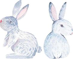 rabbit with watercolor 1 vector