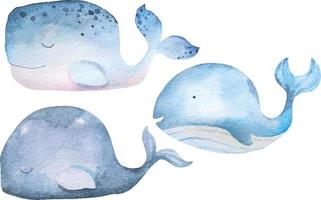 Whales watercolors 5 vector