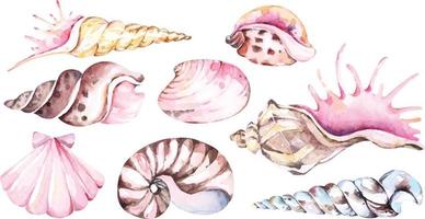 seashell with watercolor 1 vector