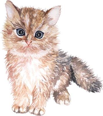 Cat watercolor 1