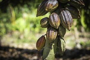 árbol de cacao con vainas de cacao en una granja orgánica. foto