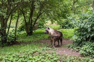 hyena in the forest photo