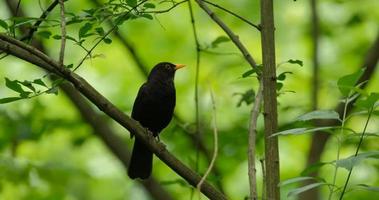 el mirlo común o turdus merula en el árbol foto