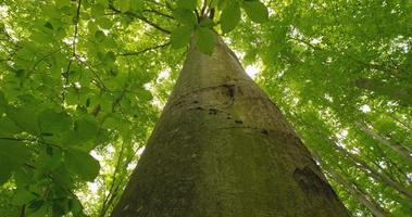 Landscapes of beech in the springtime photo