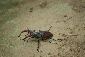 Escarabajo ciervo de cerca foto