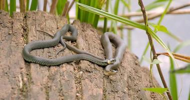 The grass snake or Natrix natrix near river photo