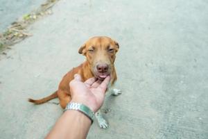 Portrait of a little brown dog dog outside in a neighborhood with a person sitting nearby photo