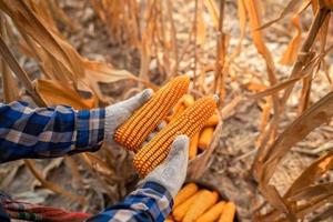 las manos de los granjeros están cosechando maíz ideas de cosecha de granjeros para cultivar maíz foto
