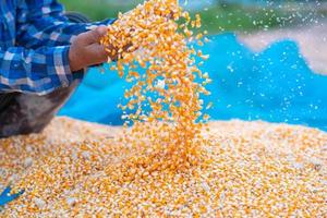 Farmers' hands are collecting corn seeds. photo